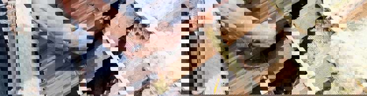 Dakbedekking